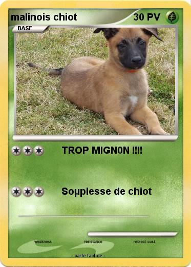 Pokemon malinois chiot