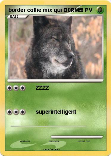 Pokemon border collie mix qui D0RME