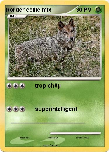 Pokemon border collie mix
