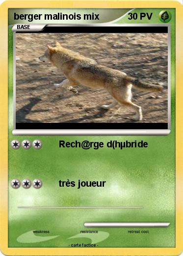 Pokemon berger malinois mix