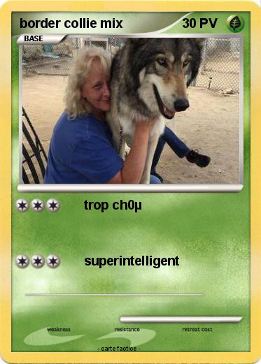 Pokemon border collie mix