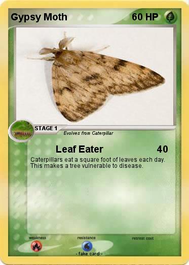 Pokemon Gypsy Moth