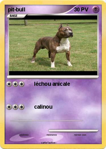 Pokemon pit-bull