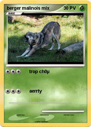 Pokemon berger malinois mix