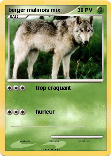 Pokemon berger malinois mix