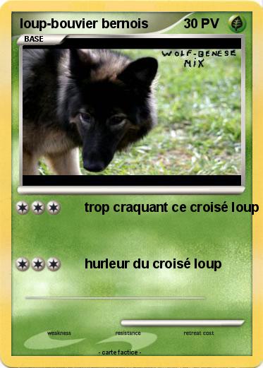 Pokemon loup-bouvier bernois