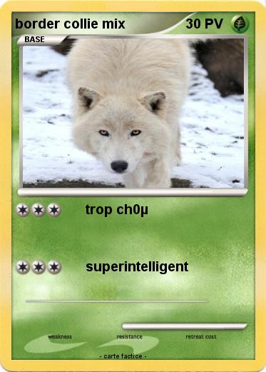Pokemon border collie mix