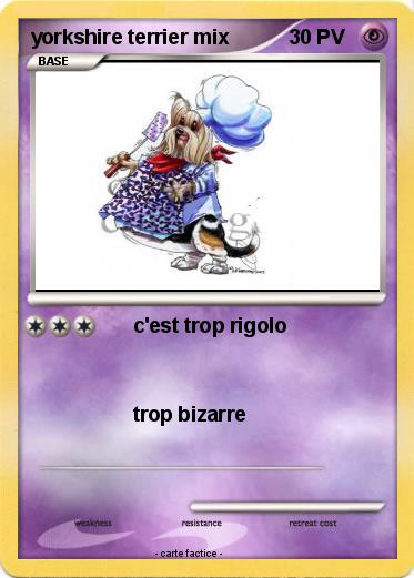 Pokemon yorkshire terrier mix