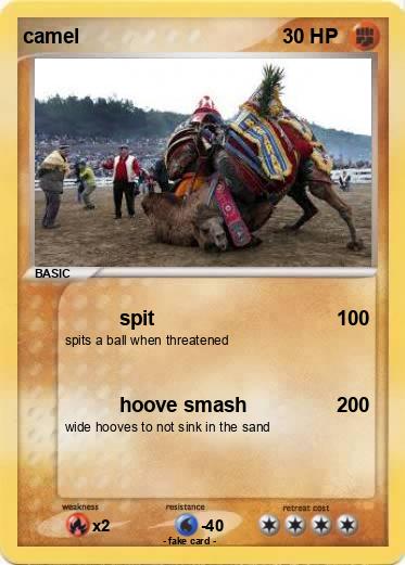 Pokemon camel