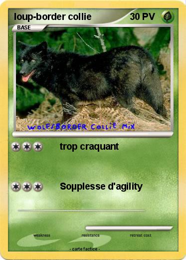 Pokemon loup-border collie