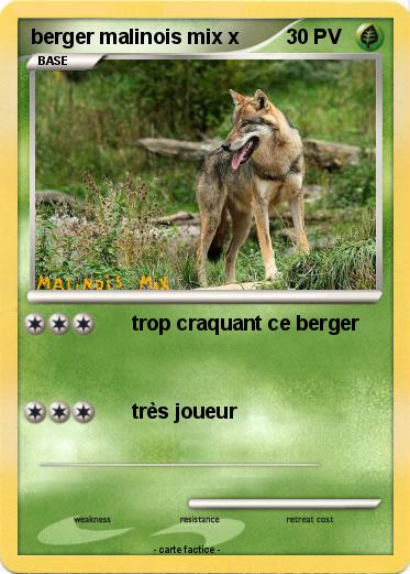 Pokemon berger malinois mix x