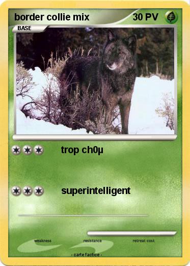 Pokemon border collie mix