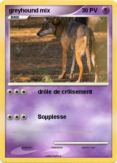 Pokemon greyhound mix