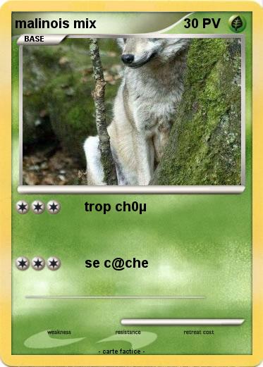 Pokemon malinois mix