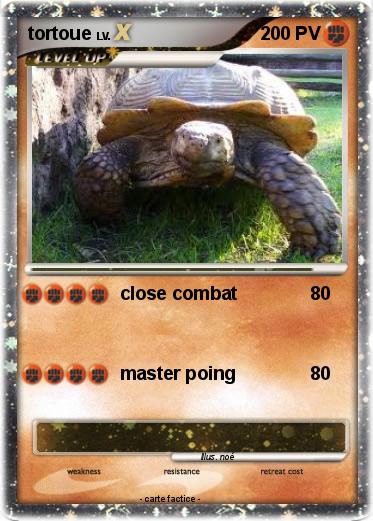Pokemon tortoue