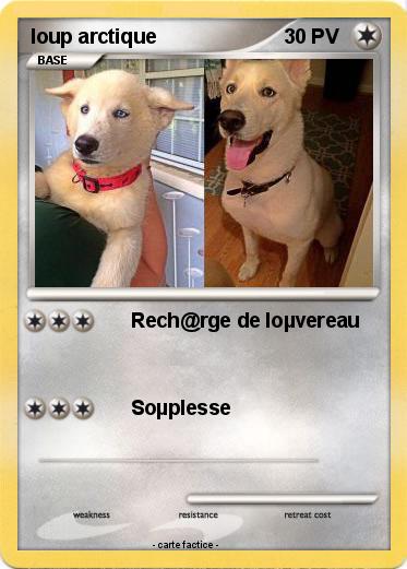 Pokemon loup arctique