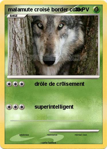 Pokemon malamute croisé border collie