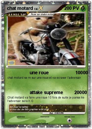Pokemon chat motard
