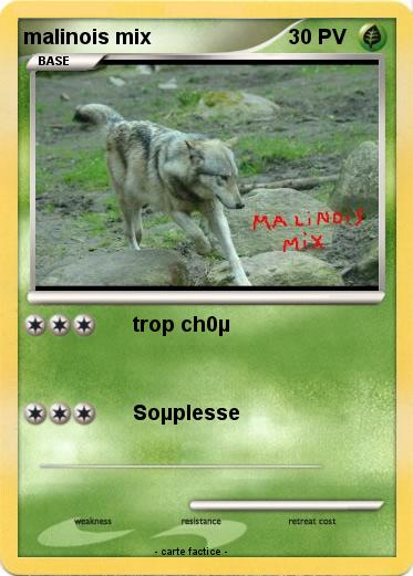 Pokemon malinois mix