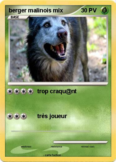 Pokemon berger malinois mix