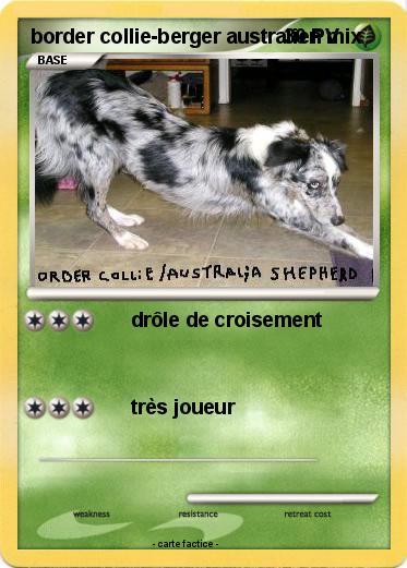 Pokemon border collie-berger australien mix