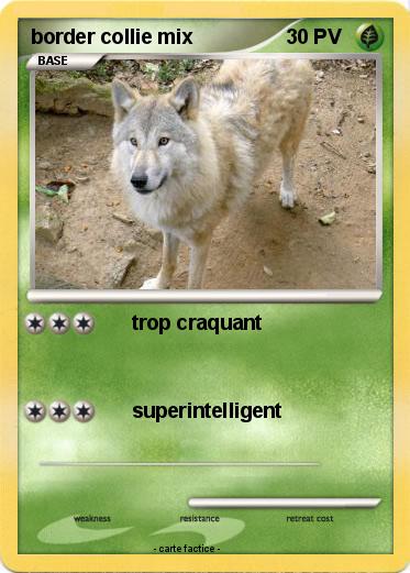 Pokemon border collie mix