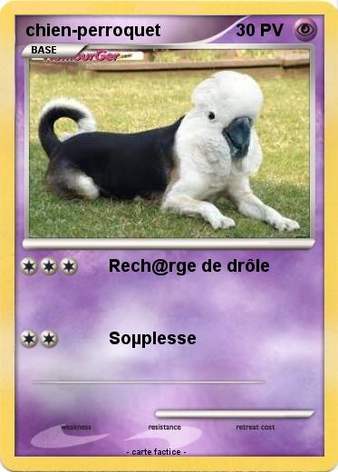 Pokemon chien-perroquet