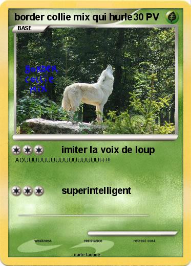 Pokemon border collie mix qui hurle