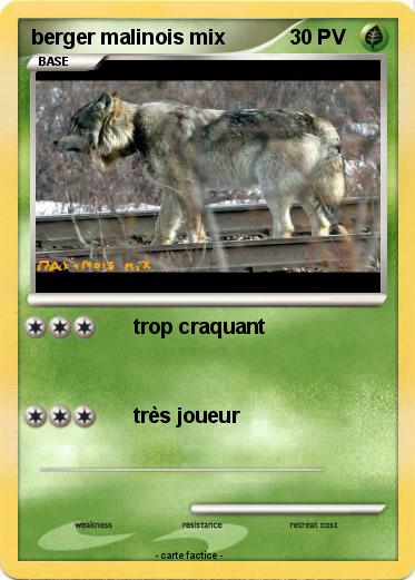 Pokemon berger malinois mix