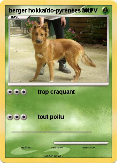 Pokemon berger hokkaïdo-pyrénées mix