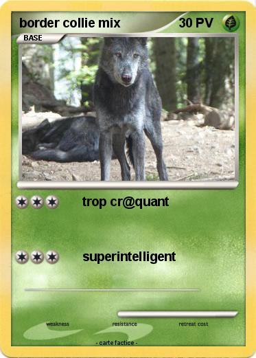 Pokemon border collie mix