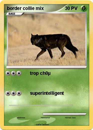 Pokemon border collie mix