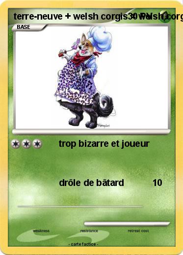 Pokemon terre-neuve + welsh corgis = welsh corgnewfoundland