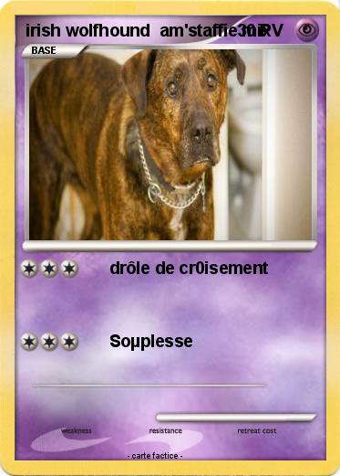 Pokemon irish wolfhound  am'staffie mix