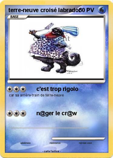 Pokemon terre-neuve croisé labrador