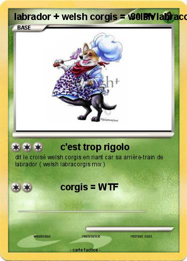 Pokemon labrador + welsh corgis = welsh labracorgis