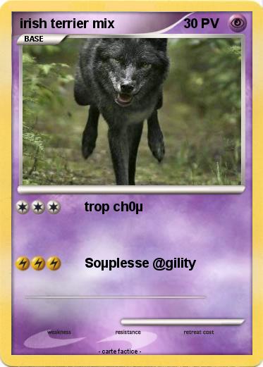 Pokemon irish terrier mix