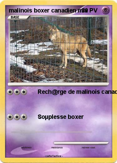 Pokemon malinois boxer canadien mix