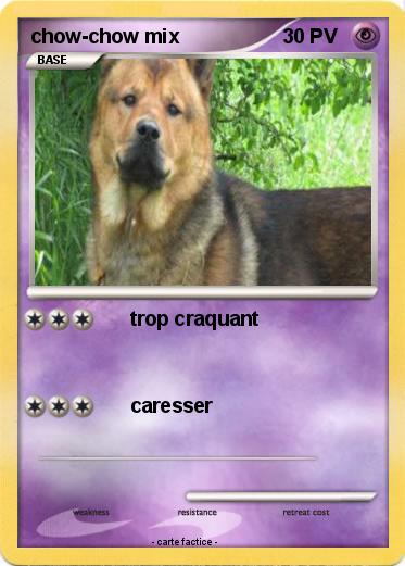 Pokemon chow-chow mix