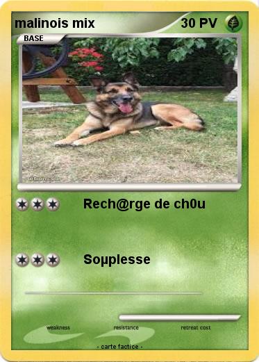 Pokemon malinois mix