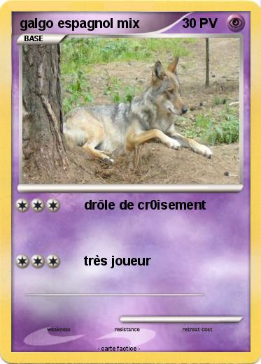 Pokemon galgo espagnol mix