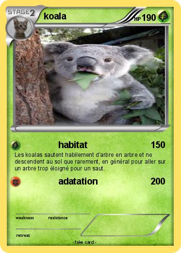 Pokemon koala
