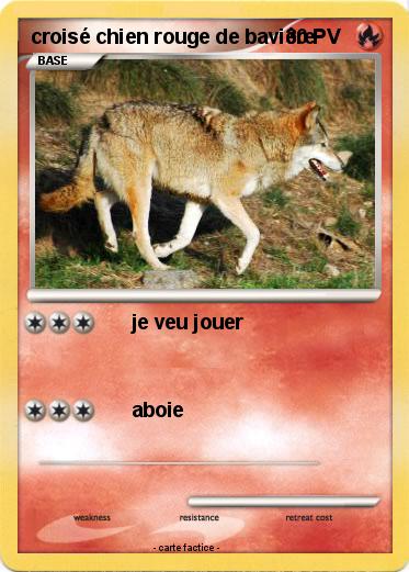 Pokemon croisé chien rouge de bavière
