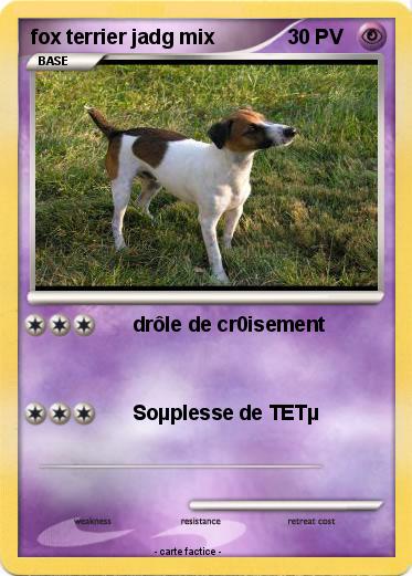 Pokemon fox terrier jadg mix