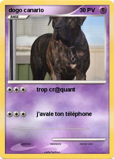 Pokemon dogo canario