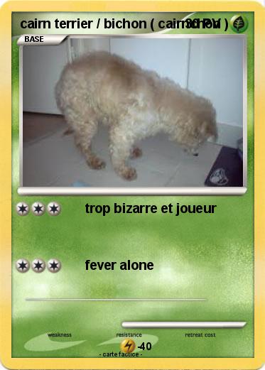 Pokemon cairn terrier / bichon ( cairnchon )