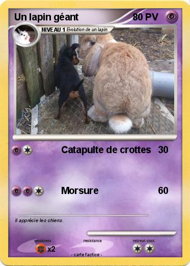 Pokemon Un lapin géant