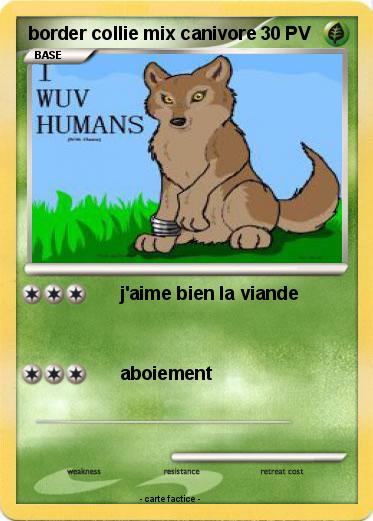 Pokemon border collie mix canivore