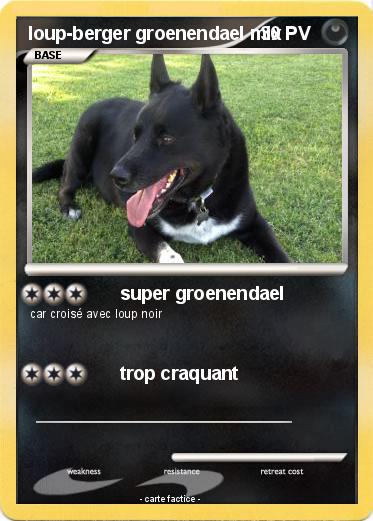 Pokemon loup-berger groenendael mix