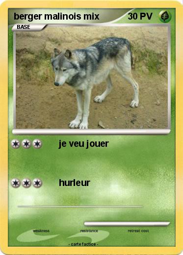 Pokemon berger malinois mix